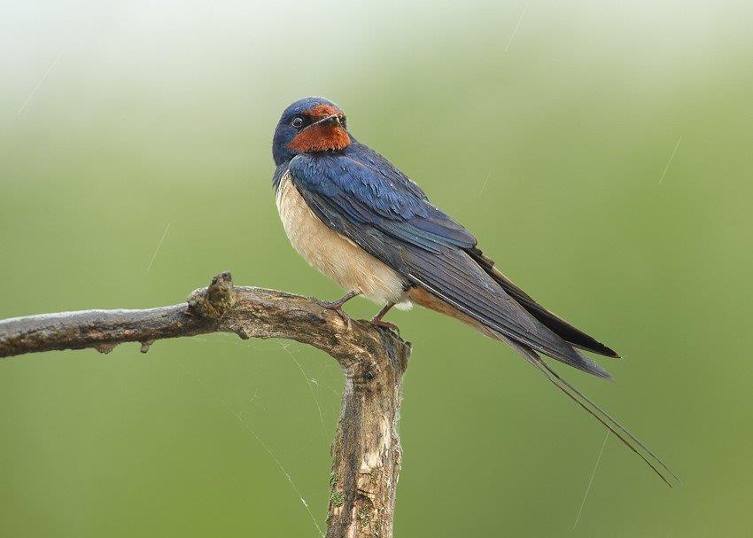 Hirundo rustica